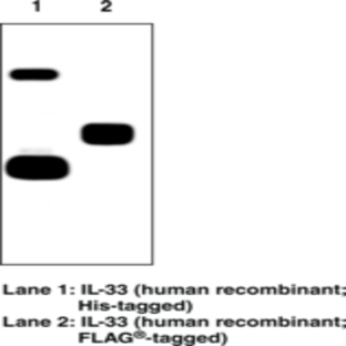 Interleukin-33 (human) Monoclonal Antibody (Clone IL33305B)