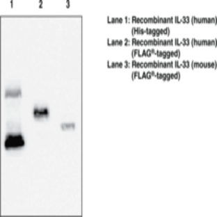 Interleukin-33 Monoclonal Antibody (Clone IL333068A)