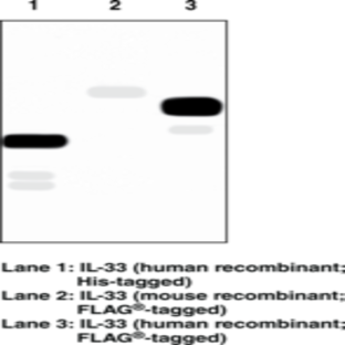 Interleukin-33 Monoclonal Antibody (Clone IL33026B)