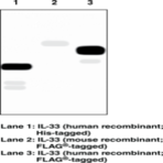 Interleukin-33 Monoclonal Antibody (Clone IL33026B)