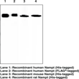 Nampt Monoclonal Antibody (Clone OMNI 379)