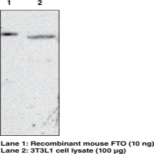 FTO (mouse) Monoclonal Antibody (Clone FT 62-6)