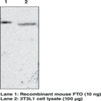 FTO (mouse) Monoclonal Antibody (Clone FT 62-6)