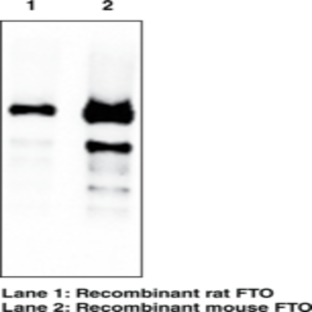 FTO (mouse) Monoclonal Antibody (Clone FT 342-1)