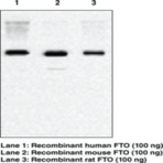 FTO (human) Monoclonal Antibody (Clone FT 86-4)