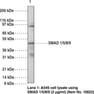 SMAD1/5/8/9 Polyclonal Antibody