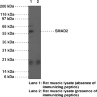 SMAD2 Polyclonal Antibody