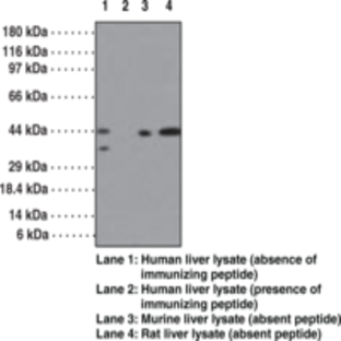 SMAD3 Polyclonal Antibody