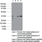 SMAD3 Polyclonal Antibody