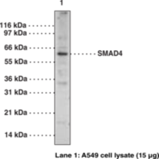 SMAD4 Polyclonal Antibody