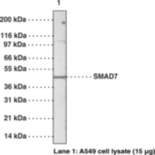 SMAD7 Polyclonal Antibody (azide-free)