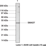 SMAD7 Polyclonal Antibody (azide-free)