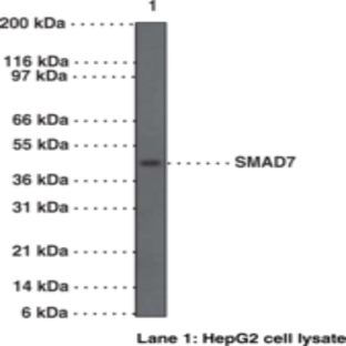 SMAD7 Polyclonal Antibody