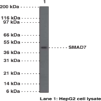 SMAD7 Polyclonal Antibody