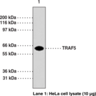 TRAF5 Monoclonal Antibody (Clone 55A219)