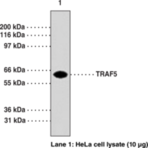 TRAF5 Monoclonal Antibody (Clone 55A219)