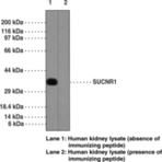 SUCNR1 Polyclonal Antibody