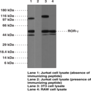 ROR(gamma) Polyclonal Antibody