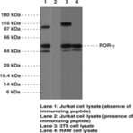 ROR(gamma) Polyclonal Antibody