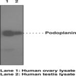 Podoplanin Monoclonal Antibody (Clone NZ-1.2)