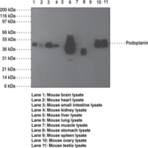 Podoplanin Monoclonal Antibody (Clone pmab-1)