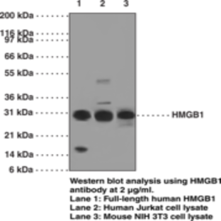 HMGB1 Monoclonal Antibody (Clone IMG19N10B7)