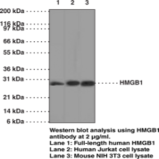 HMGB1 Monoclonal Antibody (Clone IMG19N15F4)