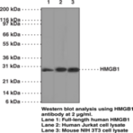 HMGB1 Monoclonal Antibody (Clone IMG19N15F4)