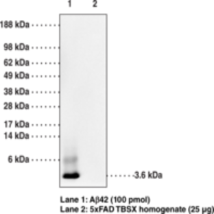 Amyloid-(beta) Monoclonal Antibody (Clone 6C3, MOAB-2)