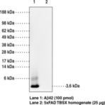 Amyloid-(beta) Monoclonal Antibody (Clone 6C3, MOAB-2)