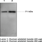 Prostaglandin Transporter (C-Term) Polyclonal Antibody