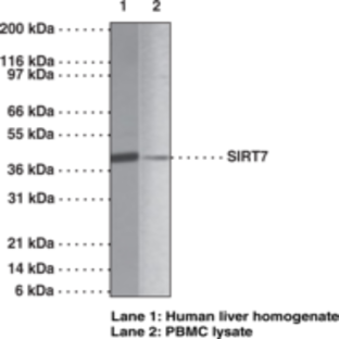 SIRT7 Polyclonal Antibody