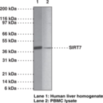 SIRT7 Polyclonal Antibody