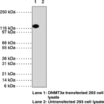 DNA Methyltransferase 3a Monoclonal Antibody (Clone 64B814.1)