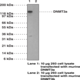 DNA Methyltransferase 3a Monoclonal Antibody (Clone 64B1446)