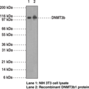 DNA Methyltransferase 3b Monoclonal Antibody (Clone 52A1018)