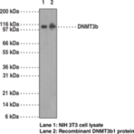 DNA Methyltransferase 3b Monoclonal Antibody (Clone 52A1018)