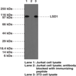 LSD1 Polyclonal Antibody (aa 450-500)