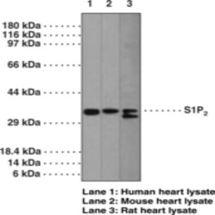 S1P2 Polyclonal Antibody