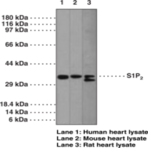 S1P2 Polyclonal Antibody