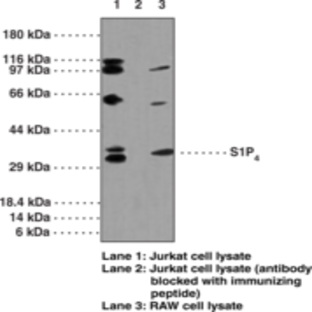 S1P4 Polyclonal Antibody