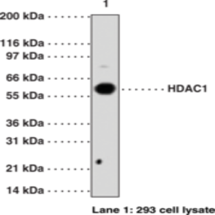 HDAC1 Polyclonal Antibody