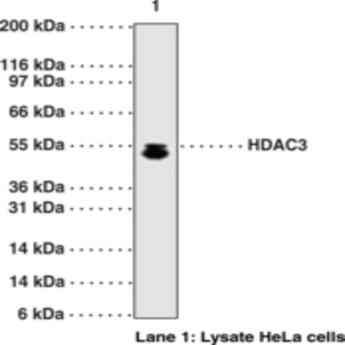 HDAC3 Polyclonal Antibody