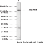 HDAC4 Polyclonal Antibody