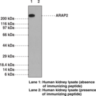 ARAP2 Polyclonal Antibody