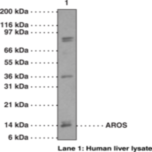 AROS Polyclonal Antibody (aa 1-50)