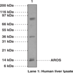 AROS Polyclonal Antibody (aa 1-50)