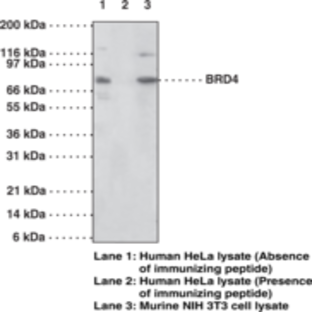 BRD4/HUNK1 Polyclonal Antibody