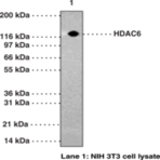 HDAC6 Polyclonal Antibody