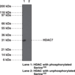 HDAC7 (Phospho-Ser155) Polyclonal Antibody